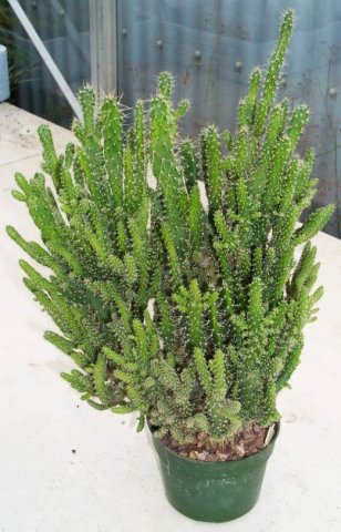 opuntia_tuna_monstros